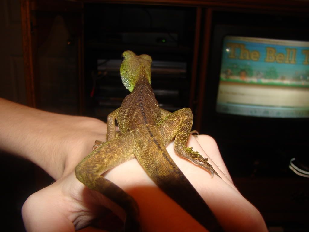 lizard003.jpg