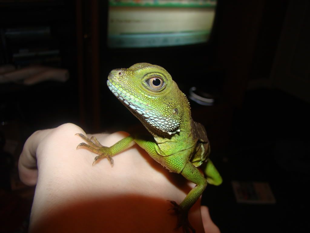 lizard004.jpg