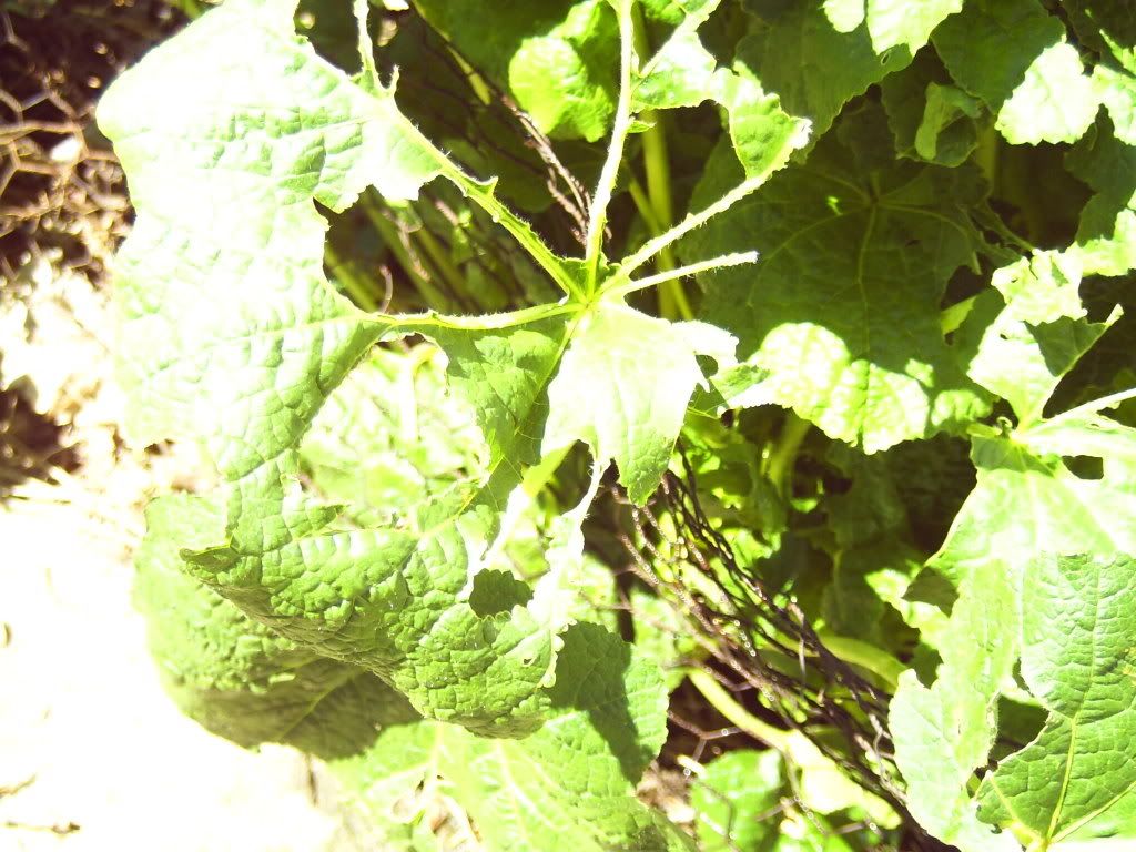 What's eating my hollyhocks?? Homesteading Forum