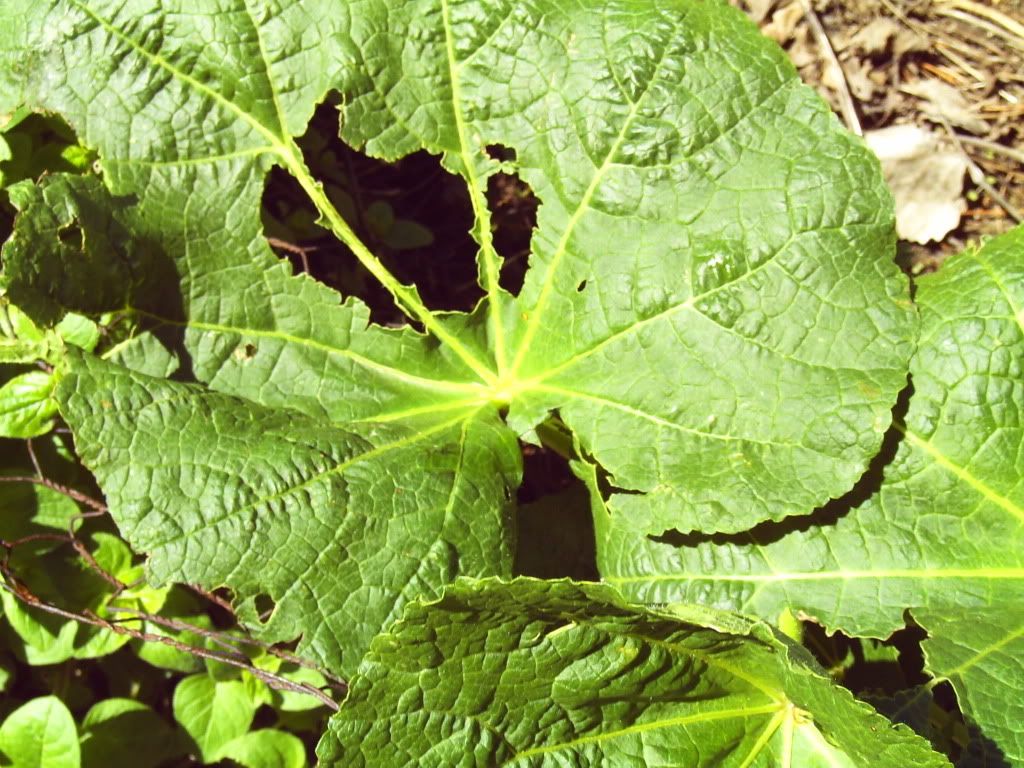 What's eating my hollyhocks?? Homesteading Forum