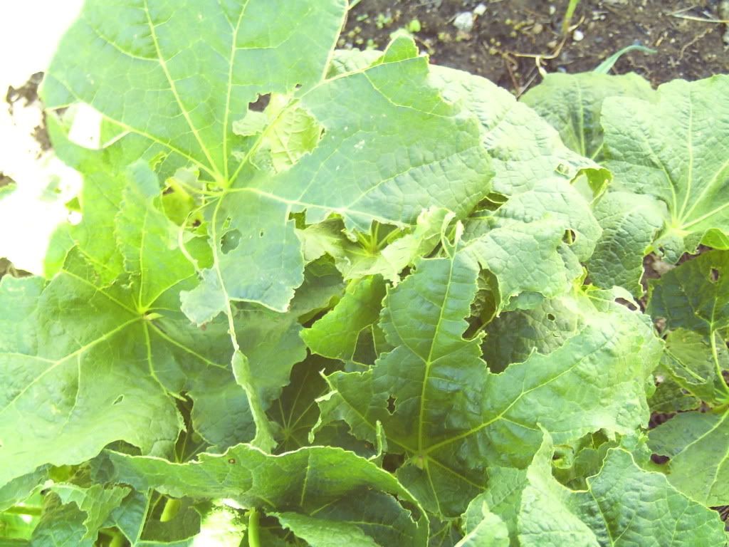 What's eating my hollyhocks?? Homesteading Forum