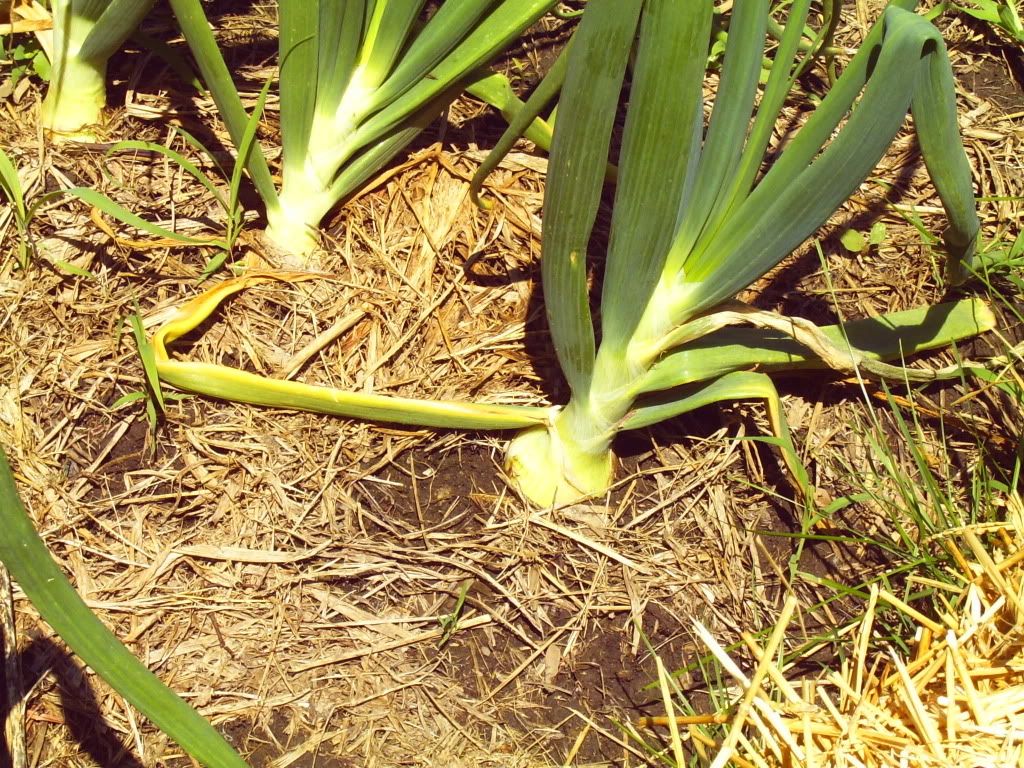 Growing candy onions continued with pics Homesteading Forum