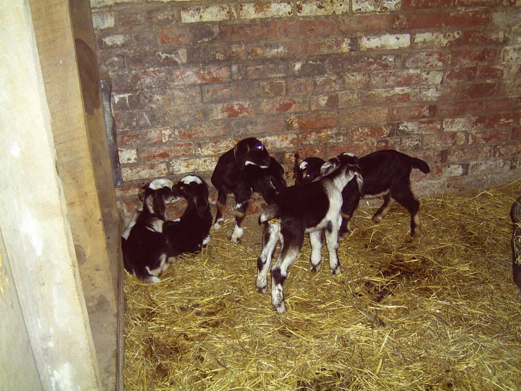 our kids' - born 2/17/07 & 2/22/07 - Goats