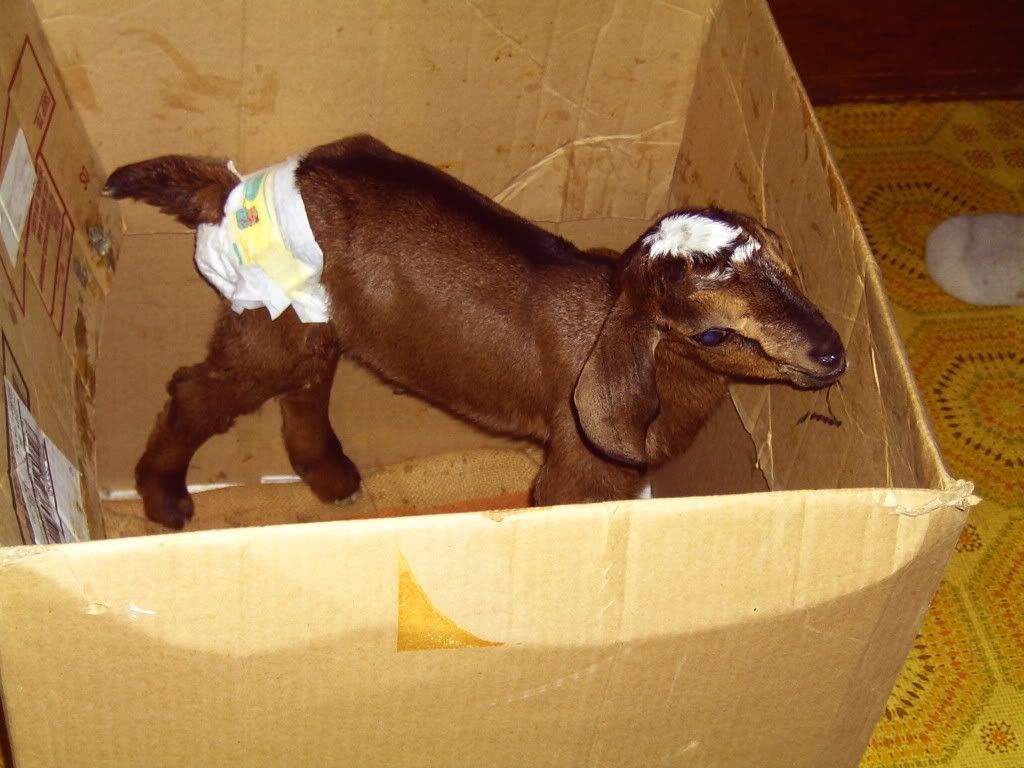 Diapers? - Goats