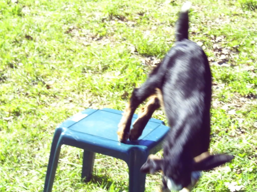 Christmas Spirit!! - Goats