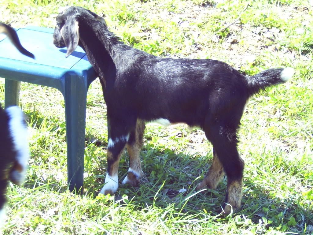 Christmas Spirit!! - Goats