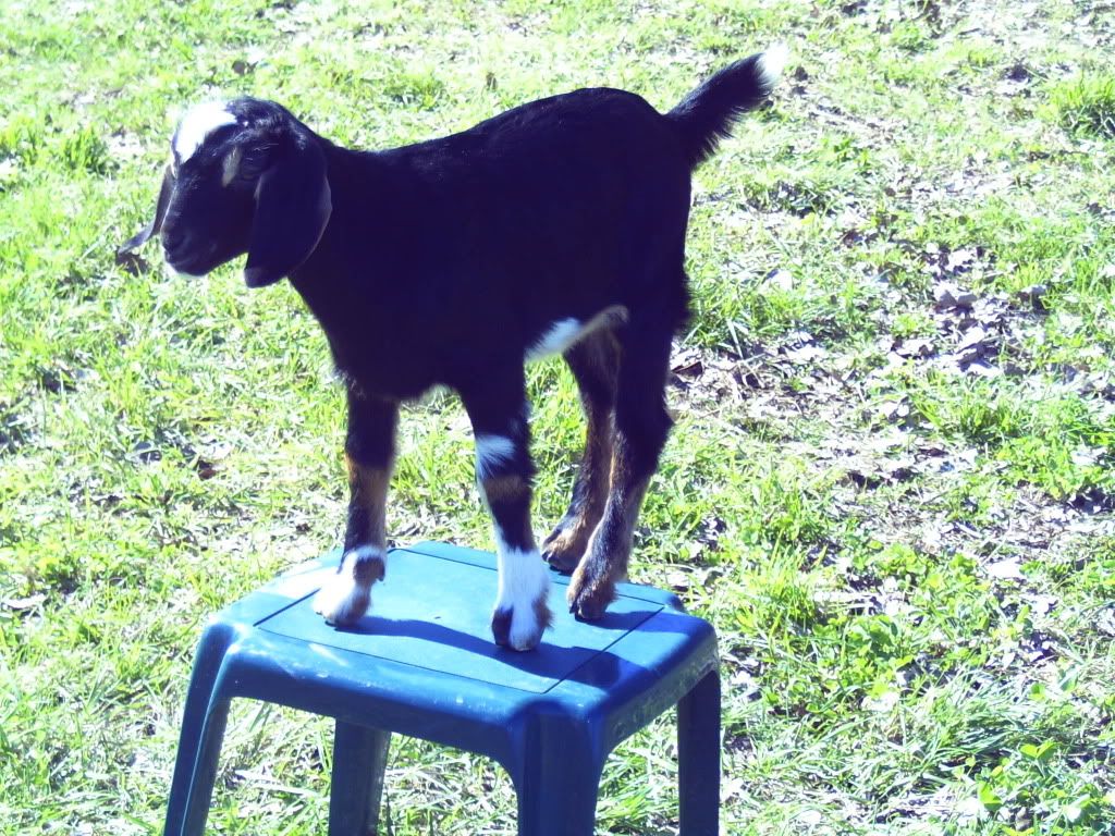 Christmas Spirit!! - Goats