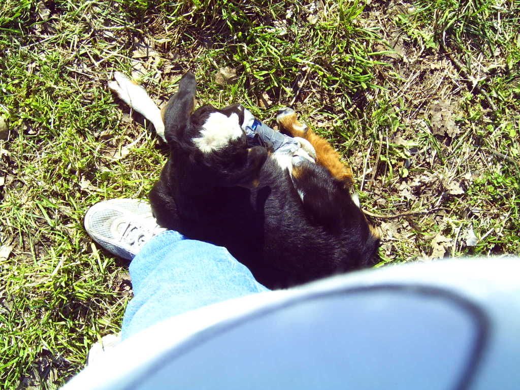 Christmas Spirit!! - Goats