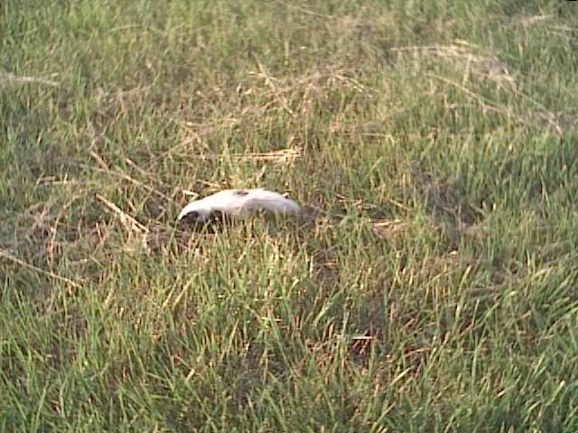 Wild & Crazy Skunk Stories? - Homesteading Questions