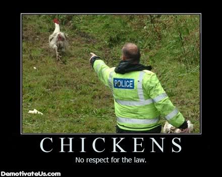 chickens-no-respect-for-the-law-dem.jpg