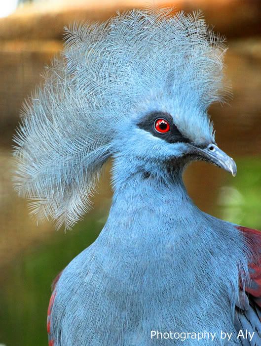 IMAGE: http://i161.photobucket.com/albums/t219/virtualaly/Avilon%20Zoo/blue-pidgeon.jpg