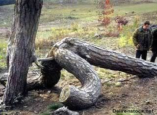 tree.jpg