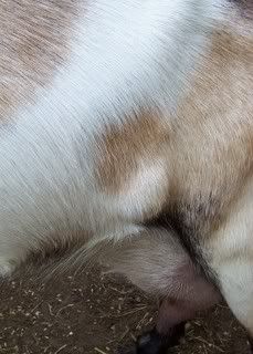 Need opinions~pics of lump on doe - Goats
