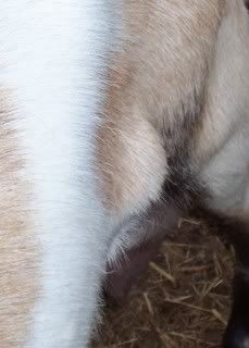 Need opinions~pics of lump on doe - Goats