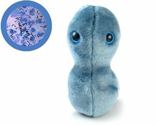 bacteria clap gonorrhoea Lucu dan Kreatif, Boneka yang Terinspirasi dari Model Bakteri, Virus dan Mikroba