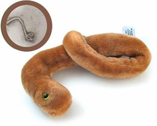 bacteria ebola Lucu dan Kreatif, Boneka yang Terinspirasi dari Model Bakteri, Virus dan Mikroba