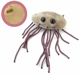 bacteria ecoli colon bacillus Lucu dan Kreatif, Boneka yang Terinspirasi dari Model Bakteri, Virus dan Mikroba