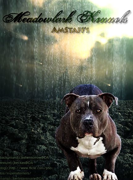 amstaff_premade_by_berlinlavsmarie-d6uwh