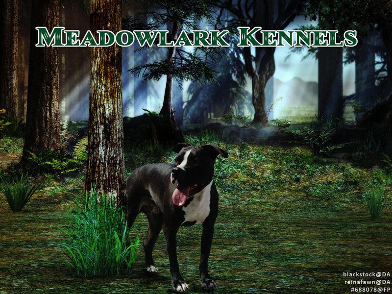 meadowlark_kennels_amstaffy_manip_by_gre