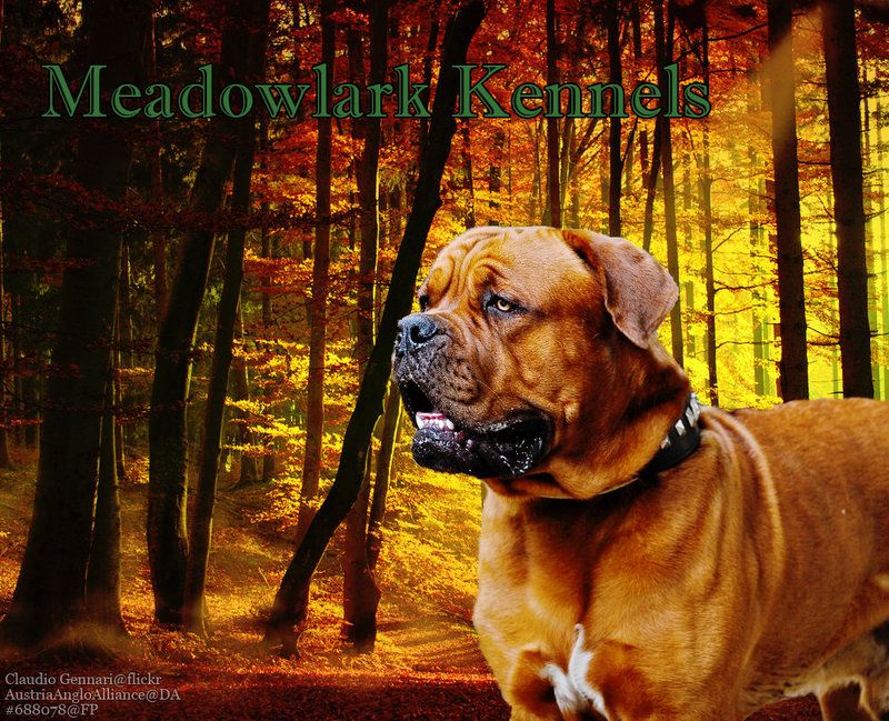 meadowlark_kennels_ddg_manip_by_greensmu