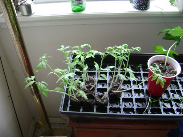 tomato plants 3-19-09