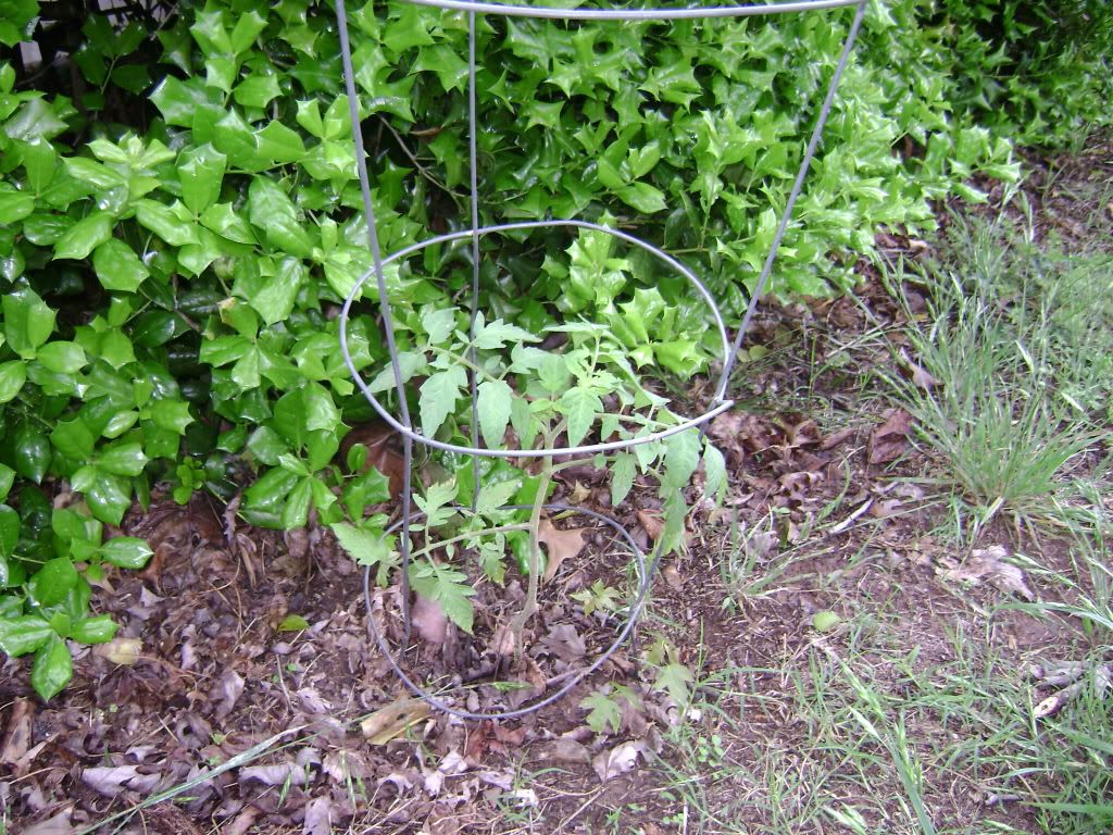 better boy tomato plant