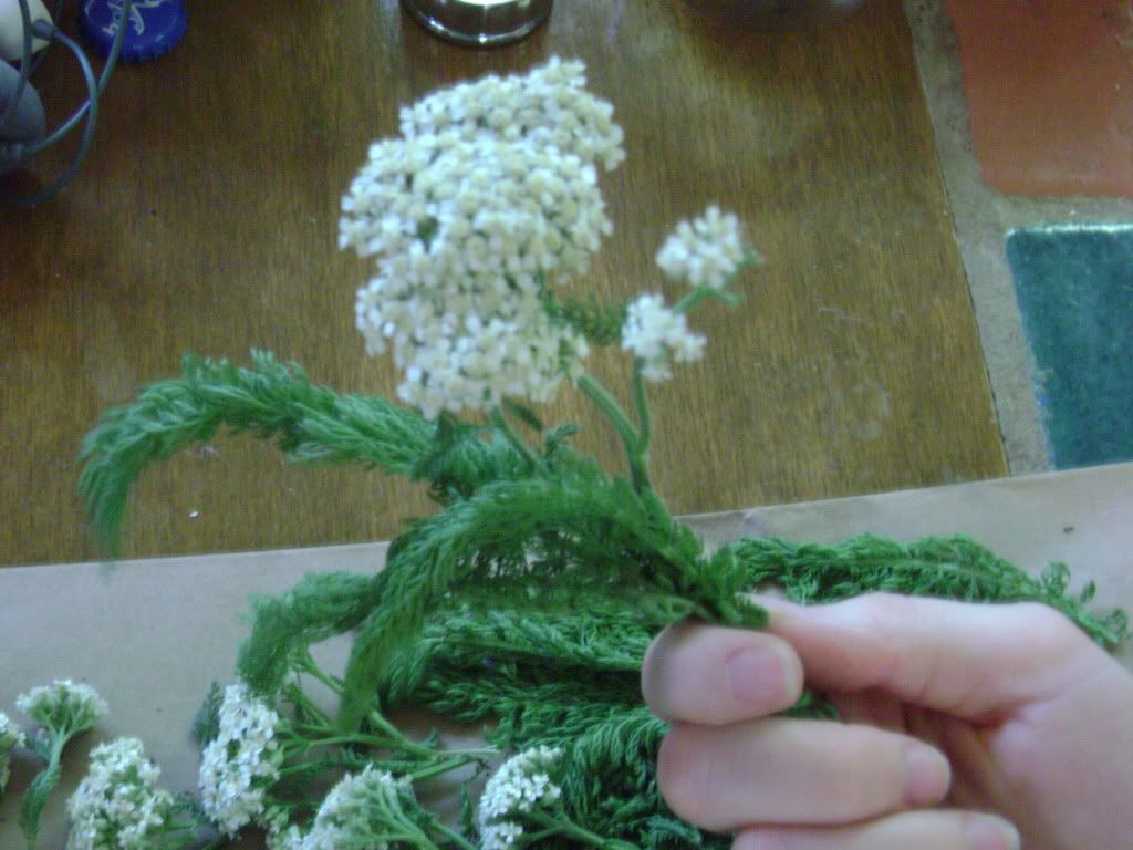 yarrow 2 Pictures, Images and Photos