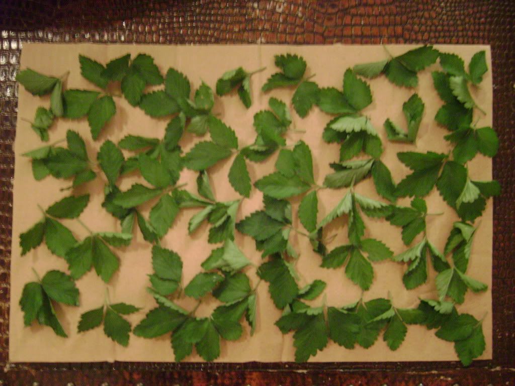 strawberry leaves