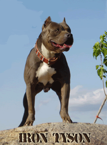 IRON-TYSON-NEW4.gif picture by LionsGateKennels