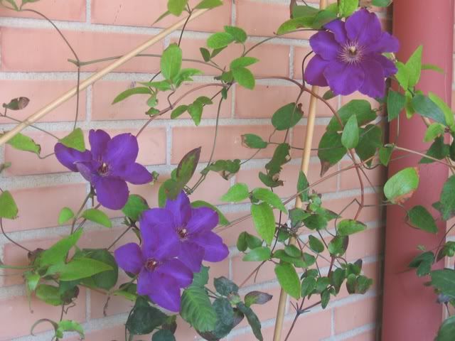 Clematis.jpg