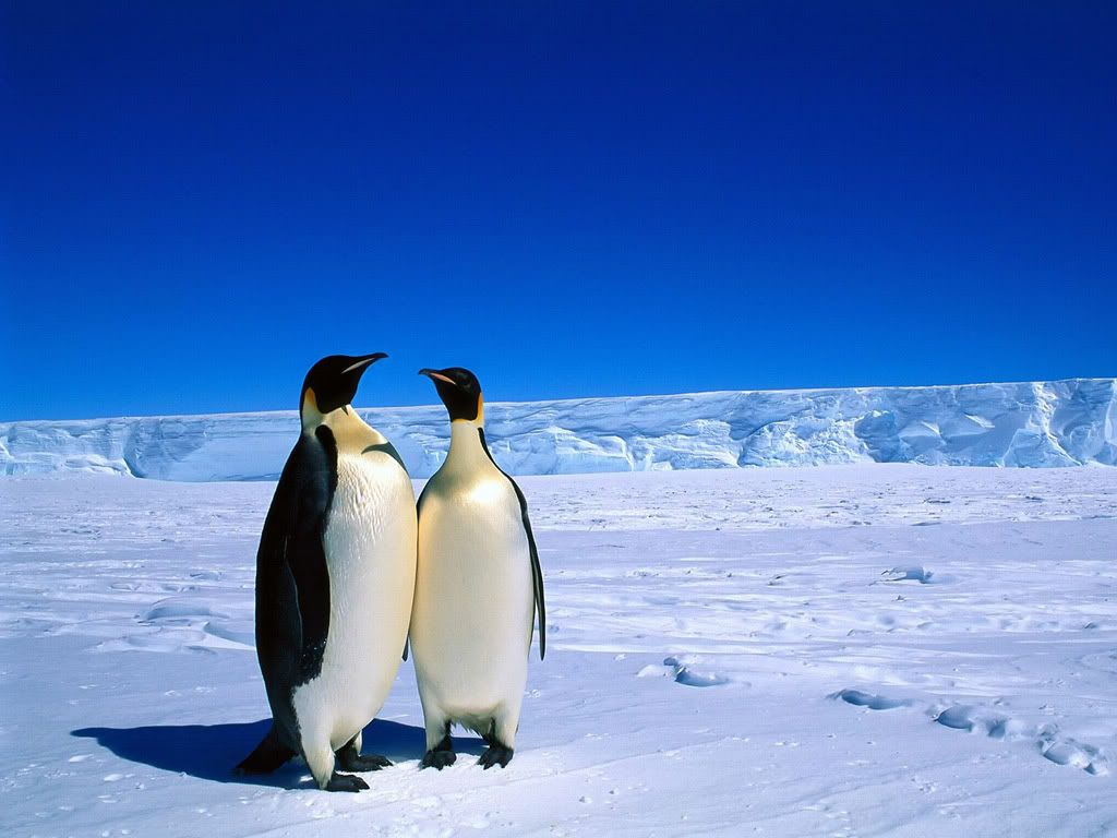 Love Penguin Pictures, Images and Photos