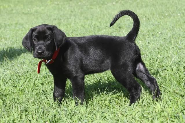 black lab with curly tail