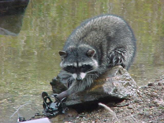 Coons In Traps