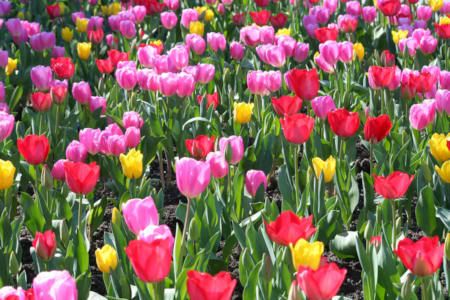 http://i161.photobucket.com/albums/t232/nakawak/Tulips.jpg
