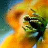 flower-1.jpg