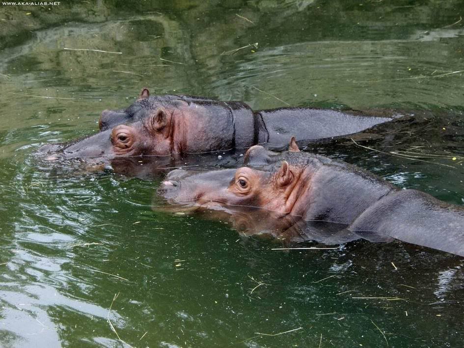 Hippos.jpg