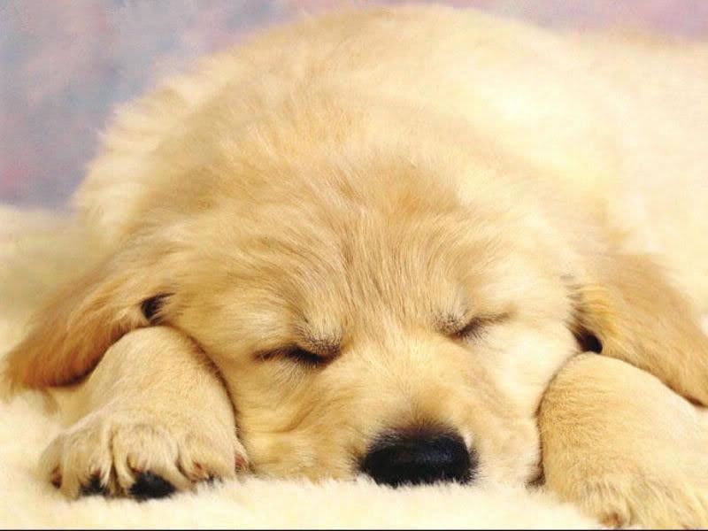 Desktop Backgrounds Puppies. Golden puppy wallpaper Image