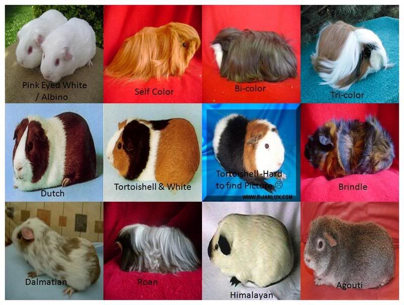 (GUINEA PIG) Cavy Enthusiasts of the South Page 1198