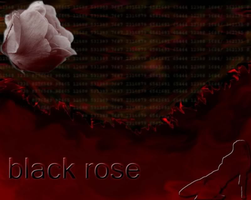 black rose wallpaper. lackrose Wallpaper