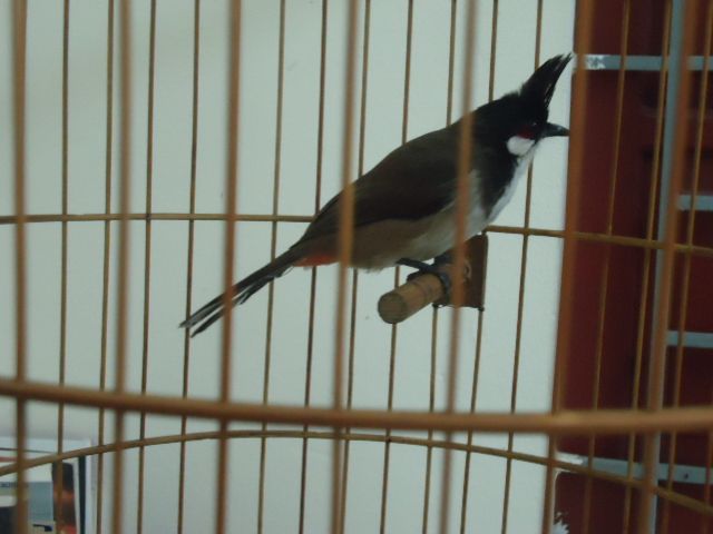 DSC04794.jpg