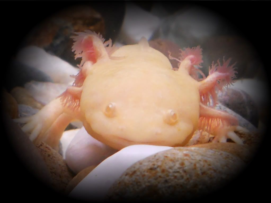 Mexican Axolotl Salamander