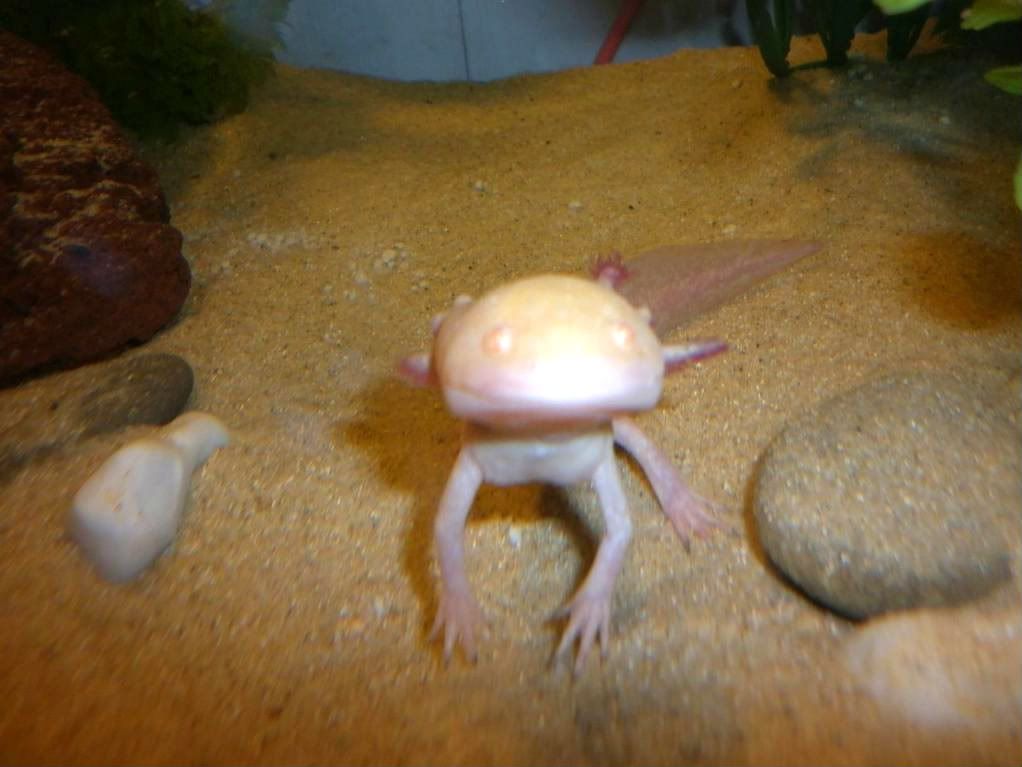 Axolotls001.jpg