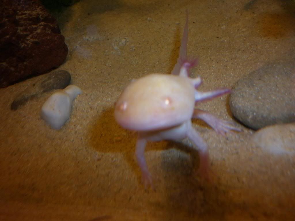 Axolotls002-1.jpg