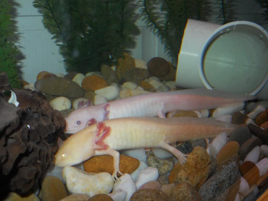 Axolotls002.jpg