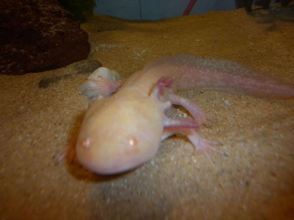Axolotls003-2.jpg
