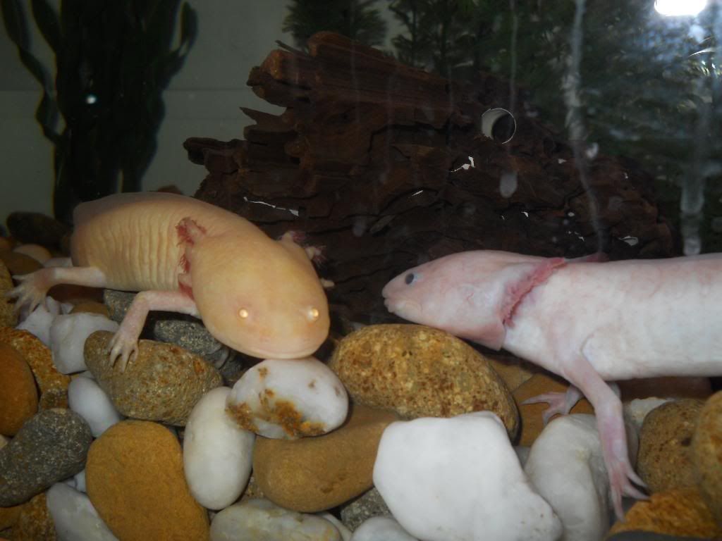 Axolotls004.jpg