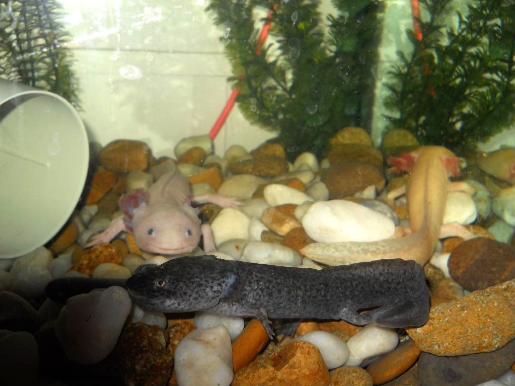 Axolotls005-1.jpg