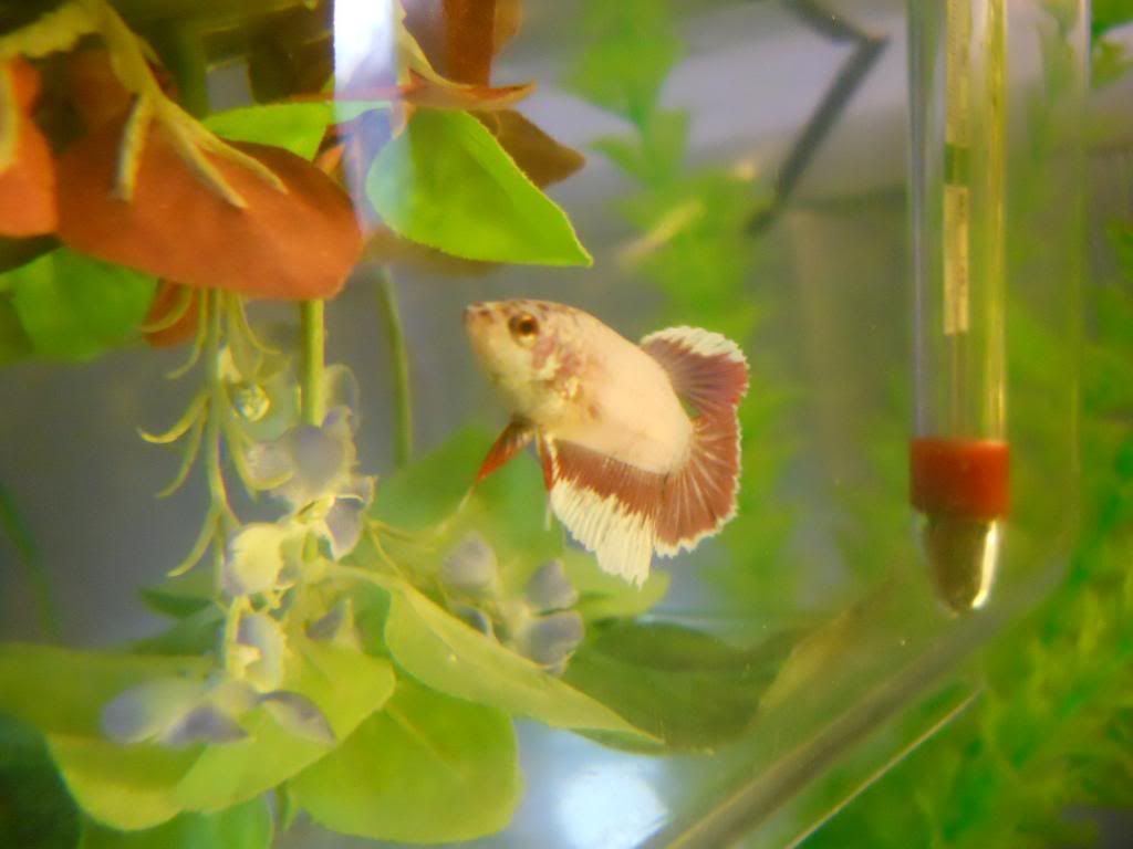 RoseBetta.jpg