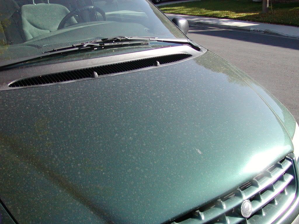 P1010003.jpg