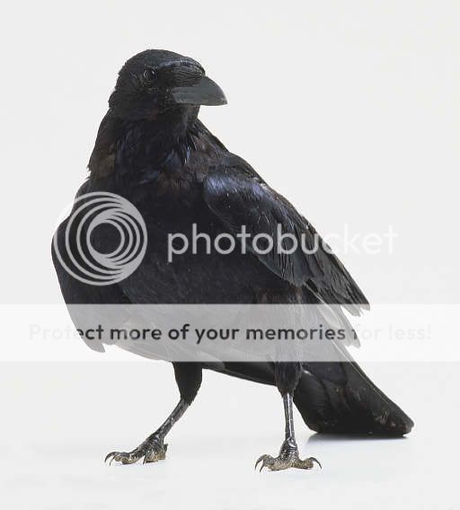 Raven Pictures, Images and Photos